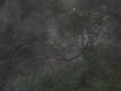 Early morning walk along Basingstoke Canal, September mist Wallpaper