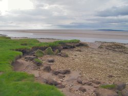 Saltmarsh, Silverdale