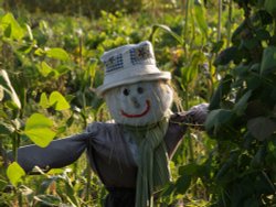 Attractively designed scarecrow, Steeple Claydon allotments, Bucks Wallpaper