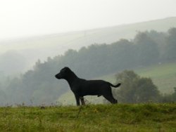 My Paterdale Wallpaper