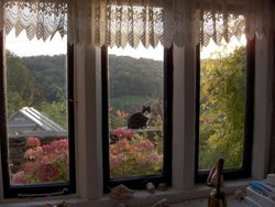 Hilter's cat drops by for a visit.