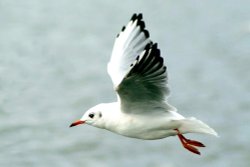 Blackheaded Gull in winter plumage. Wallpaper