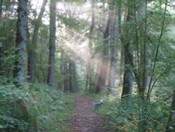 Paths around Up Nately Wallpaper