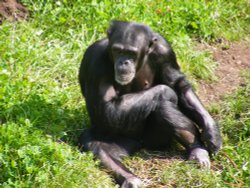 Monkey World Wallpaper