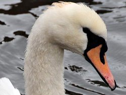 Newbury, Berkshire. Wallpaper