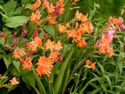 Crocosmia 'Severn Sunrise'