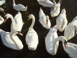 Lodham swans