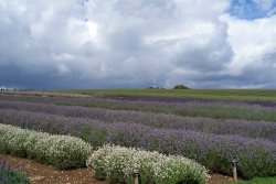 Storm over the lavender fields Wallpaper