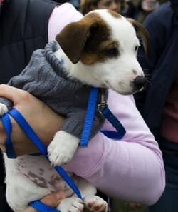 Badminton 2008  Cozy Pup