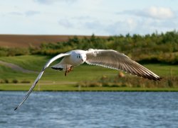 Blackheaded Gull Wallpaper