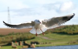 Blackheaded Gull Wallpaper