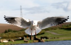 Blackheaded Gull Wallpaper