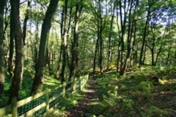 Old Park Wood Wallpaper