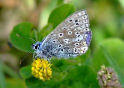 Common blue butterfly....polyommatus icarus Wallpaper