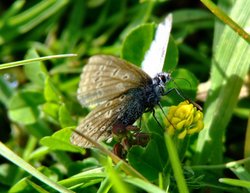 Common blue butterfly....polyommatus icarus Wallpaper