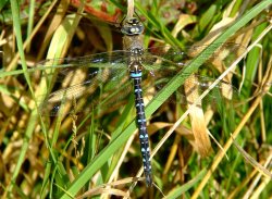 Migrant hawker dragonfly Wallpaper