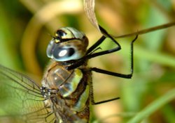 Migrant hawker dragonfly Wallpaper