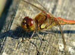 Common darter dragonfly......sympetrum striolatum Wallpaper