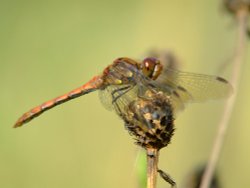 Common darter dragonfly......sympetrum striolatum Wallpaper
