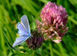 Common blue butterfly....polyommatus icarus Wallpaper