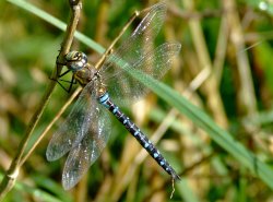 Migrant hawker dragonfly Wallpaper
