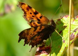 Comma butterfly......polygonia c-album Wallpaper