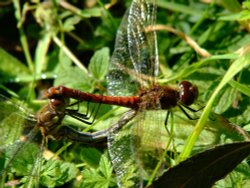 Common darter dragonflies......sympetrum striolatum Wallpaper