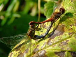 Common darter dragonflies......sympetrum striolatum Wallpaper