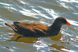 Coot Juvenile. Wallpaper