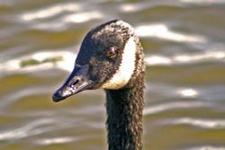 Canada Goose Wallpaper