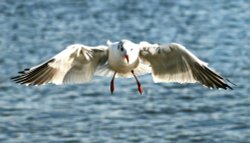 Black Headed Gull Wallpaper