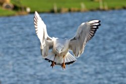 Blackheaded Gull Wallpaper