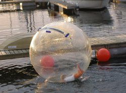 Walking on water Wallpaper