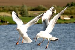 Black Headed Gull Wallpaper