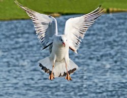 Black Headed Gull Wallpaper