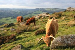 Cattle on Baslow Edge Wallpaper