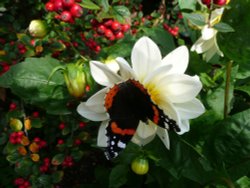 Red Admiral butterfly