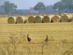 Hares in the field near Newport Wallpaper