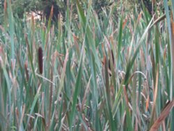 Reeds, Basingstoke Canal, Up Nately Wallpaper