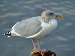 Herring gull.....larus argentatus Wallpaper