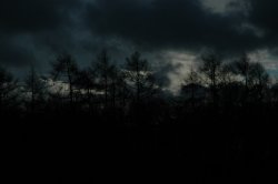 Stoke Park Wood Dec 2005 Wallpaper