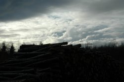 Stoke Park Wood Dec 2005 Wallpaper