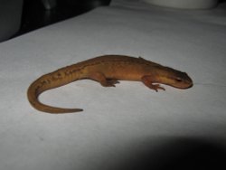 Some kind of newt ( I think ) Wallpaper