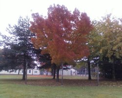 Autumn leaves