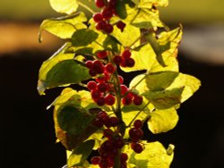 Red berries near King's Sutton, Northants