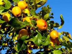 Crab Apples in Hedgerow.