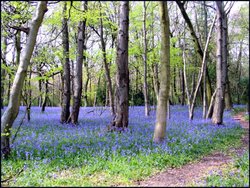 Spring Bluebells