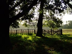 Inside Hotham Hall grounds Wallpaper