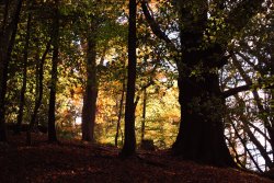 Hanbury woods known locally as Pipers Wood Wallpaper