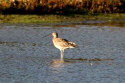 Curlew. Wallpaper